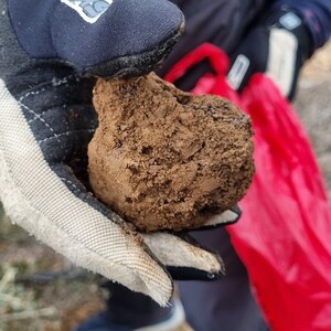 Tuber Melanosporum