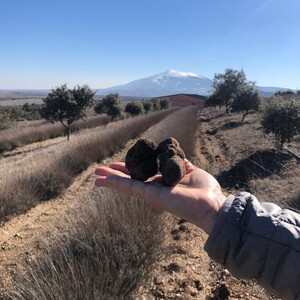 Tuber Melanosporum