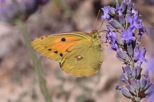 Visita a los campos de lavanda